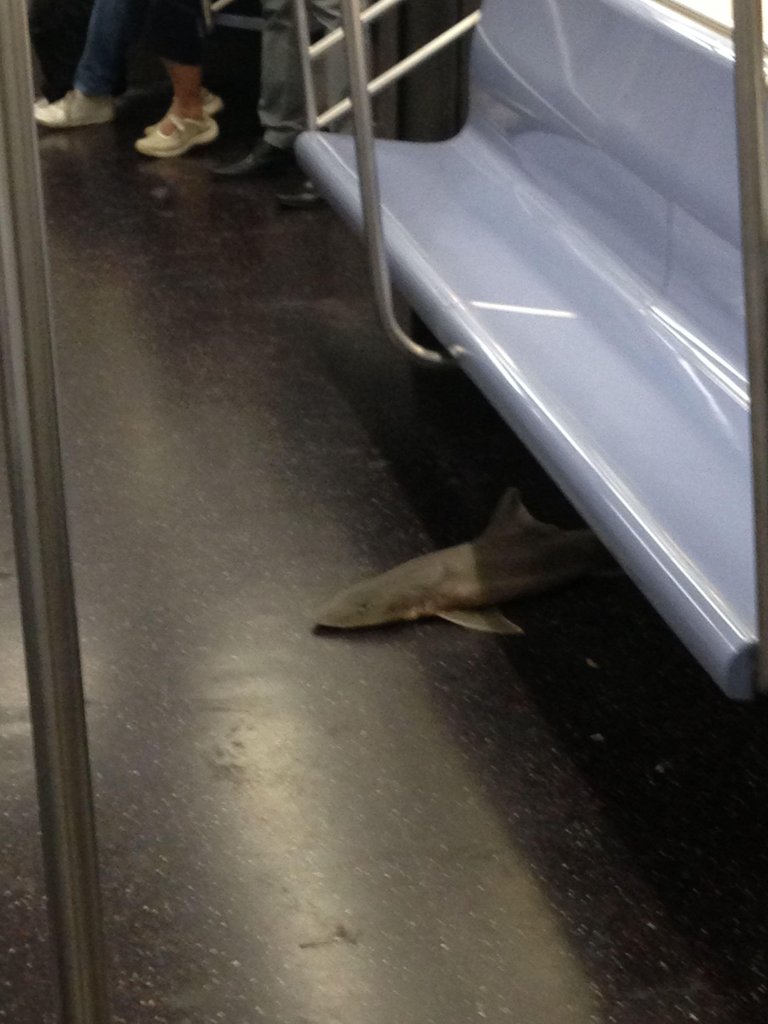 ผู้โดยสารตะลึง พบฉลามในรถไฟฟ้าใต้ดินนิวยอร์ก