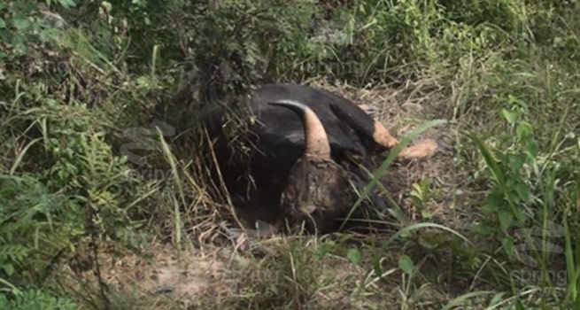 พบซากกระทิงตายเป็นตัวที่ 8 ในป่ากุยบุรี คาดรับสารพิษจากแหล่งน้ำ