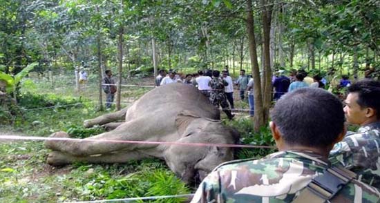 ช้างถูกไฟช็อตตายในอุทยานใต้ร่มเย็น เตรียมเอาเรื่องเจ้าของสวน