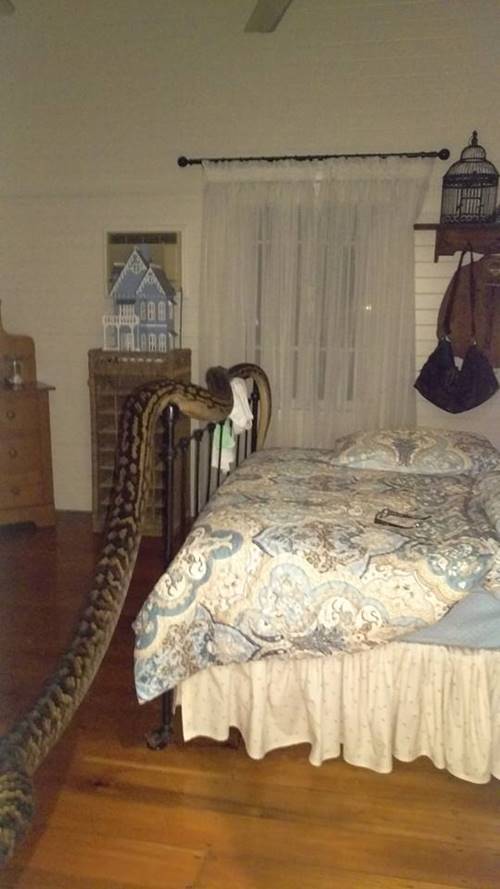 งูเหลือม 5 เมตรเลื้อยพาดเตียง