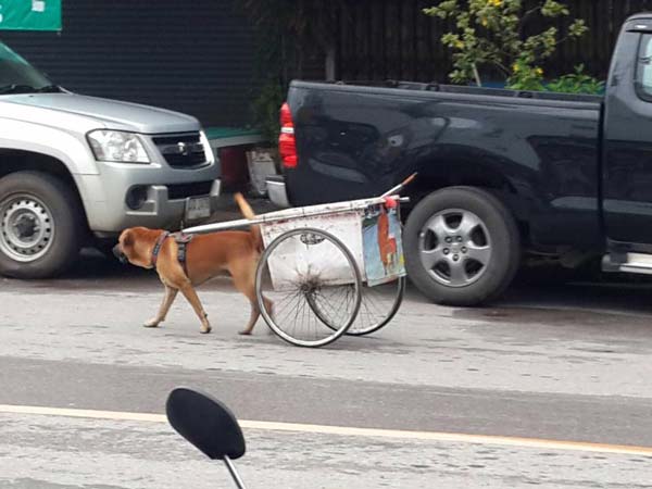 พระหนูที ให้หมาลากรถ