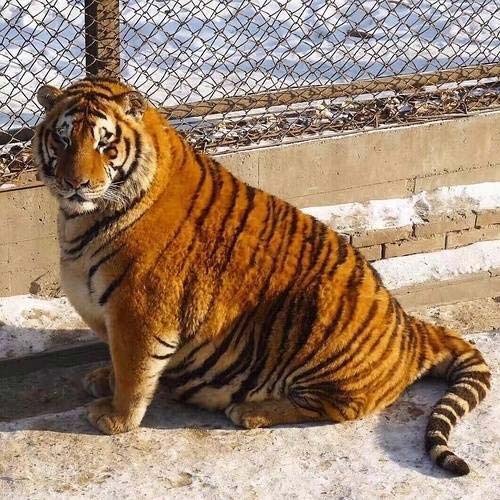 เสืออ้วน