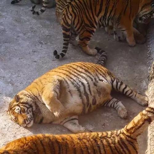 เสืออ้วน