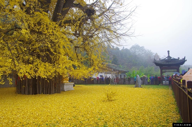 ต้นแปะก๊วยพันปีผลัดใบ ในวัดจีน