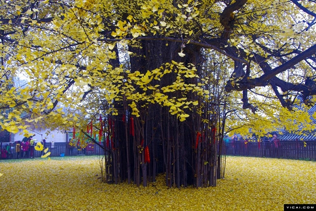 ต้นแปะก๊วยพันปีผลัดใบ ในวัดจีน