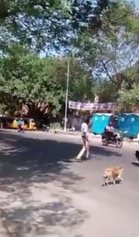 ตำรวจจราจรช่วยหยุดรถ ให้หมาจรจัดข้ามถนนอย่างปลอดภัย