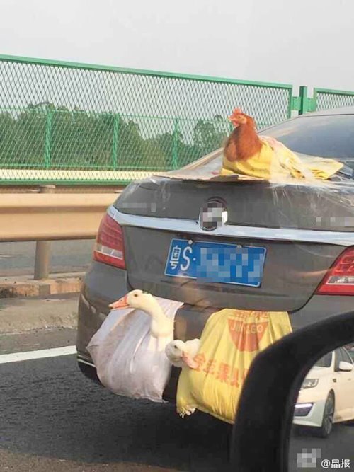 วิธีขนเป็ด-ไก่เป็น ๆ กลับบ้านหลังตรุษจีน ห้อยไว้ท้ายรถอย่างนี้เลย 