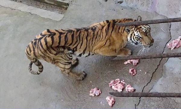 สวนสัตว์จีนปล่อยเสืออดอยากตาย เอากระดูกดองเหล้าขาย ได้เงินดีกว่า