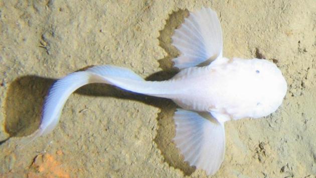 นักวิทย์พบปลาที่อาศัยอยู่ลึกที่สุดในโลก 8 กม. จากระดับน้ำทะเล