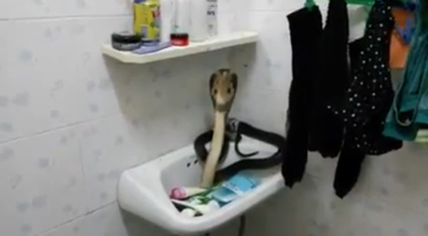 คลิปงูเห่าบุกห้องน้ำ