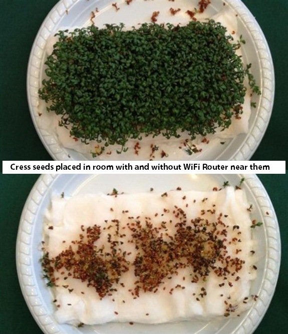 นักเรียนเดนมาร์กทดลองพบ พืชไม่เติบโตใกล้เราเตอร์ Wi-Fi