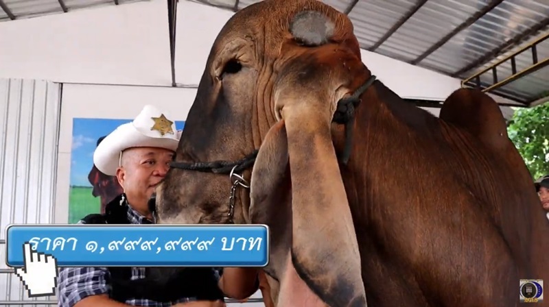 วัวราคา 2 ล้าน