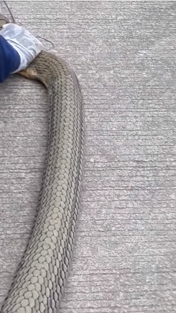 งูบองหลา