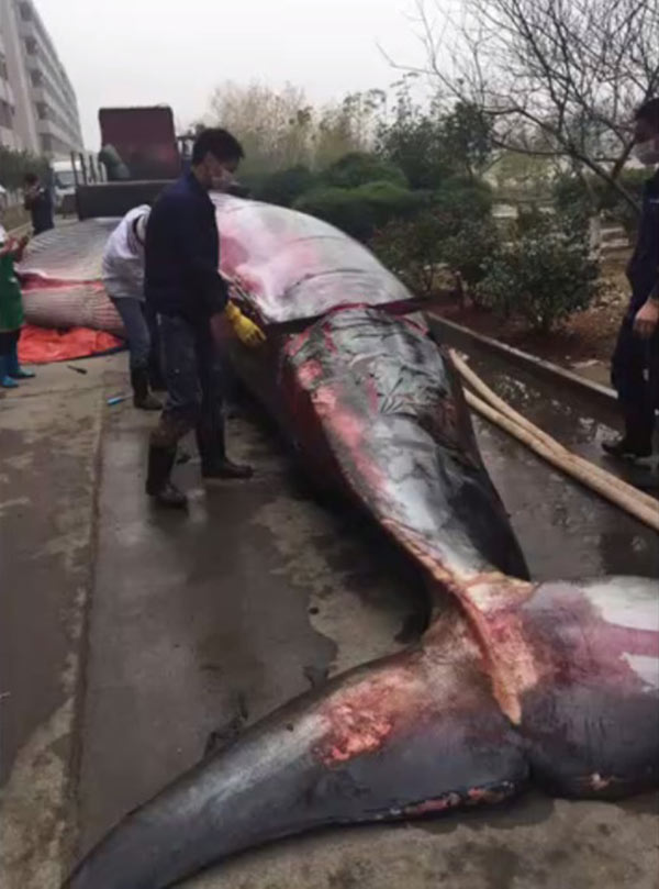 วาฬหนัก 8 ตันถูกแล่เนื้อหน้าออฟฟิศในจีน ชี้อาจใช้เป็นอาหารสุนัข