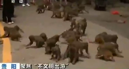 ลิงในอุทยานสัตว์ป่าจีนดึงอวัยวะเพศทารกวัยขาด