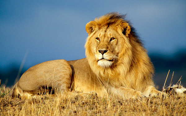 สิงโตแอฟริกา