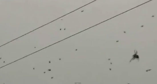 คลิป กองทัพแมงมุมนับพันชักใยบนสายไฟฟ้าในบราซิล