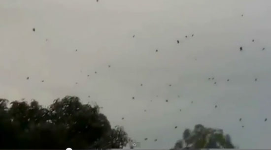 คลิป กองทัพแมงมุมนับพันชักใยบนสายไฟฟ้าในบราซิล