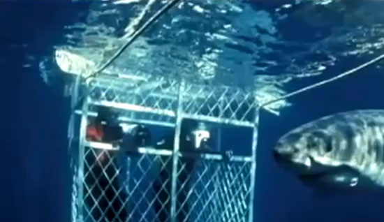 คลิป ฉลามคลั่งพยายามงับคู่สามีภรรยาในกรง ขณะดำน้ำ