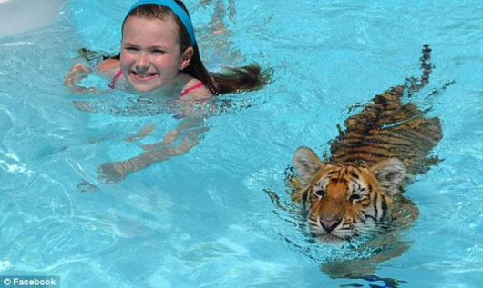 สวนสัตว์ฟลอริด้า เปิดให้นักท่องเที่ยวว่ายน้ำกับเสือ