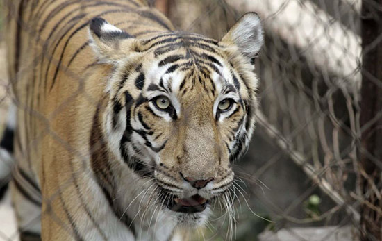  จีนจับแก๊งฆ่าเสือให้เศรษฐีดู เพื่อความบันเทิง สนองความซาดิสม์