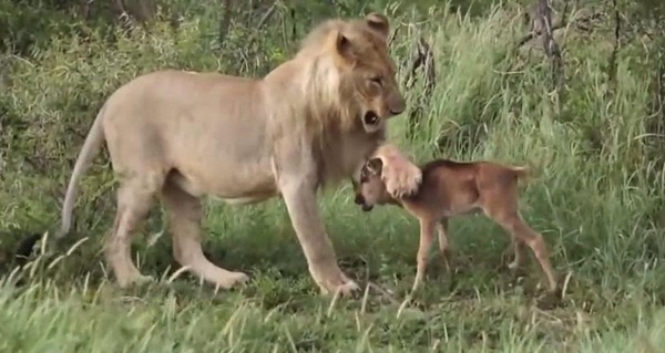 นักล่าก็มีหัวใจ คลิปสิงโตปกป้องลูกวัวกำพร้า จากการโจมตีของสิงโตตัวอื่น