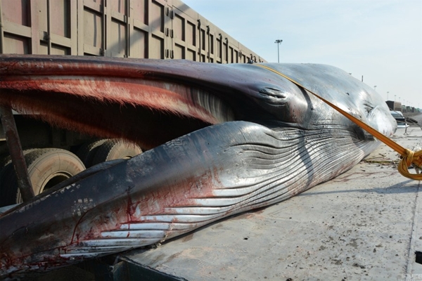 ตะลึง พบซากวาฬหนักเกือบ 4 ตันเกยตื้น คาดติดมากับอวนชาวประมง