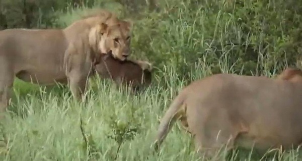 นักล่าก็มีหัวใจ คลิปสิงโตปกป้องลูกวัวกำพร้า จากการโจมตีของสิงโตตัวอื่น