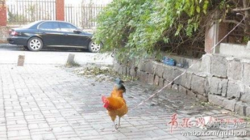 พี่จีนมาเหนือ ผูกเชือกล่ามไก่ไว้จองที่จอดรถ