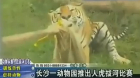 สวนสัตว์จีนมาแปลก จัดชักเย่อแข่งกับเสือฉลองวันชาติจีน