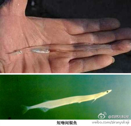 ชาวบ้านจีนฮือฮา พบปลาโปร่งใสมองทะลุได้ทั้งตัว 