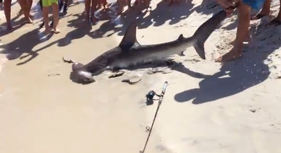 คลิปสลด นักตกปลาจับแม่ฉลามขึ้นมาคลอดลูก-ตายบนชายหาด