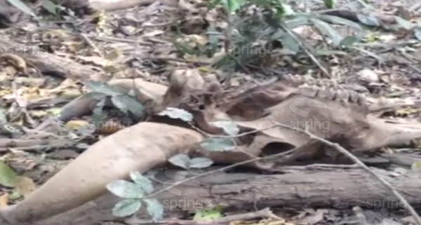 กระทิงกุยบุรี ตายเพิ่มตัวที่ 20 พบผิดปกติอีก 2 แต่ยังไม่ฟันธงว่าป่วย