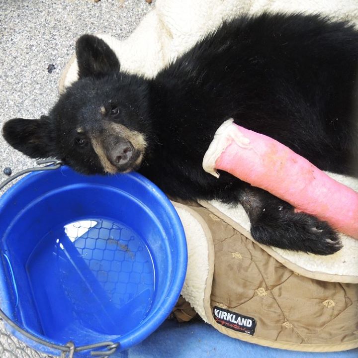  ชายมะกันเจอหมีเจ็บ อุ้มพาขึ้นรถกว่า 1 ชม. ไปโรงพยาบาล