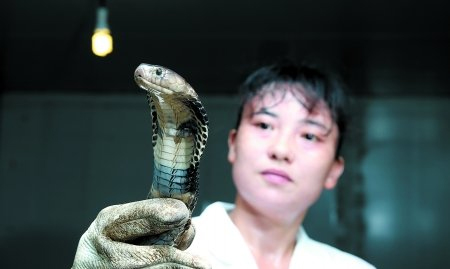 พี่น้องจีนเปิดฟาร์มเลี้ยงงูครึ่งแสน กว่าครึ่งเป็นงูพิษ