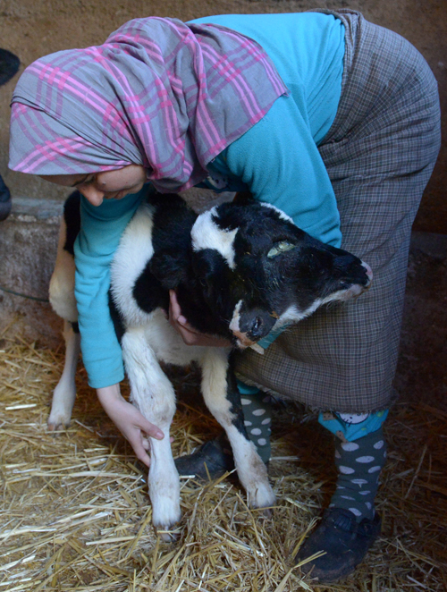 พบลูกวัว 2 หัวในโมร็อกโก รอดชีวิตแถมสุขภาพดีน่าทึ่ง