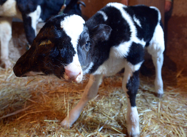 พบลูกวัว 2 หัวในโมร็อกโก รอดชีวิตแถมสุขภาพดีน่าทึ่ง