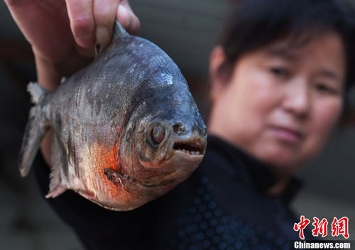 จีนฮือฮา! พบปลาฟันแหลมคล้ายปิรันยา ในทะเลสาบ