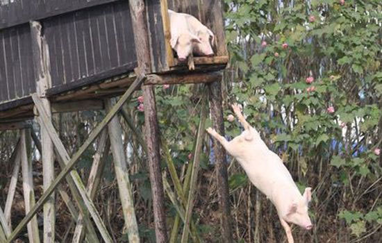 Cina babi latihan menyelam.  Meningkatkan kualiti - rasa.