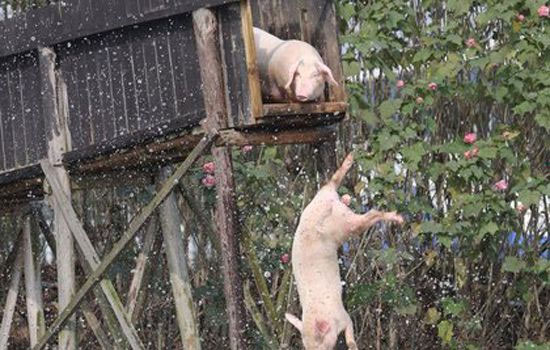 Cina babi latihan menyelam.  Meningkatkan kualiti - rasa.