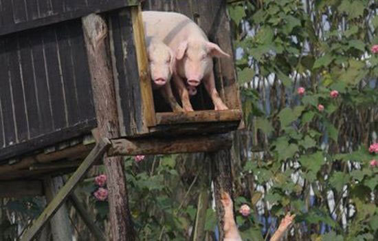 Cina babi latihan menyelam.  Meningkatkan kualiti - rasa.