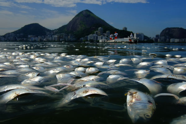 ปลา 65 ตันตายหมู่ในทะเลสาบประเทศบราซิล
