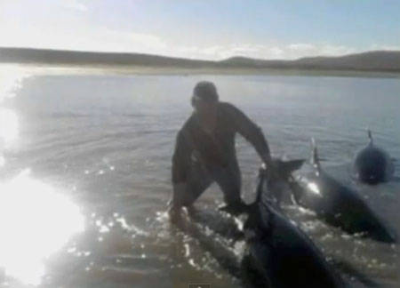 วาฬเกยตื้น เกือบ 50 ตัว ที่ ประเทศชิลี 