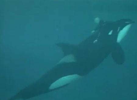 เผยคลิประทึก! วาฬเพชฌฆาตลากครูฝึกในน้ำเกือบตาย