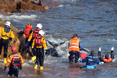 วาฬเกยตื้นหาดสกอตแลนด์ยกฝูง ตาย 16 ตัว