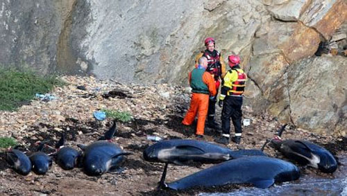 วาฬเกยตื้นหาดสกอตแลนด์ยกฝูง ตาย 16 ตัว