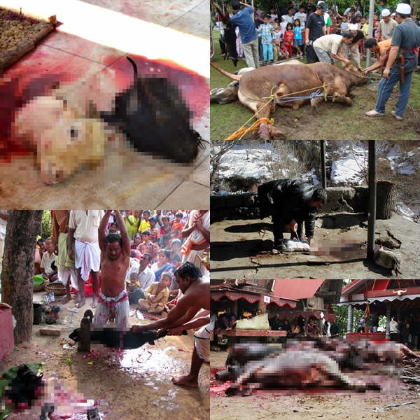 เผย 5 พิธีกรรมฆ่าสัตว์บูชายัญ เทศกาลสังเวยชีวิตจากทั่วโลก