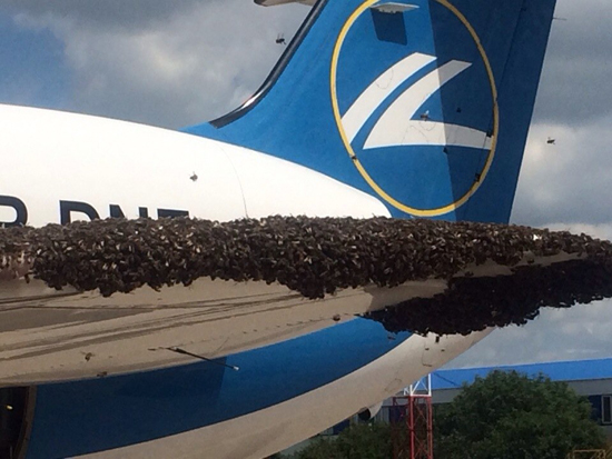 กองทัพผึ้งมหึมาบุกยึดเครื่องบินขณะเตรียมบิน