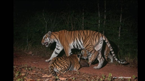 เสือโคร่ง 18 ตัว ในป่าดงพญาเย็น-เขาใหญ่
