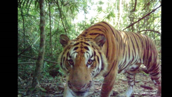 เสือโคร่ง 18 ตัว ในป่าดงพญาเย็น-เขาใหญ่
